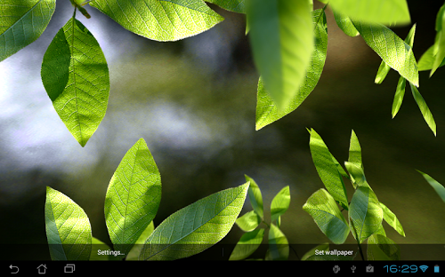 Fresh Leaves