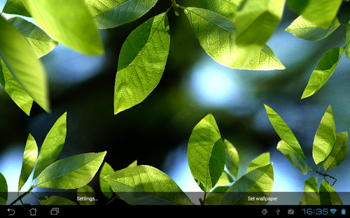 Fresh Leaves